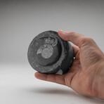 Genuine Ammonite and Orthoceras Fossil Round Box