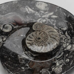 Genuine Polished Ammonite and Orthoceras Fossil Spiral Plate // Large