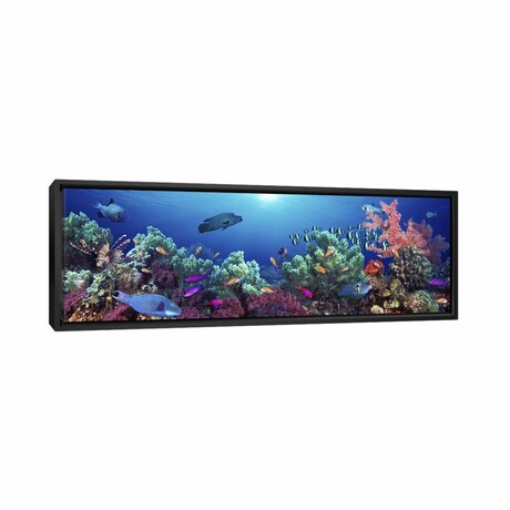 School of fish swimming near a reef, Indo-Pacific Ocean by Panoramic Images (12"H x 36"W x 1.5"D)