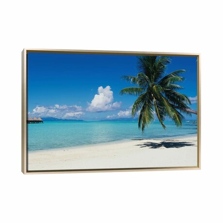 Palm Tree On The Beach, Moana Beach, Bora Bora, Tahiti, French Polynesia by Panoramic Images (18"H x 26"W x 1.5"D)