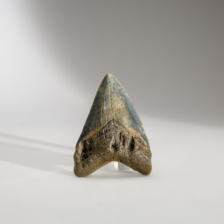 Genuine Megalodon Shark Tooth in display box // 3"