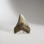 Genuine Megalodon Shark Tooth in display box // 3"