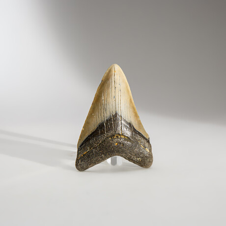 Genuine Megalodon Shark Tooth in display box // 3.5"