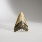 Genuine Megalodon Shark Tooth in display box // 3.5"