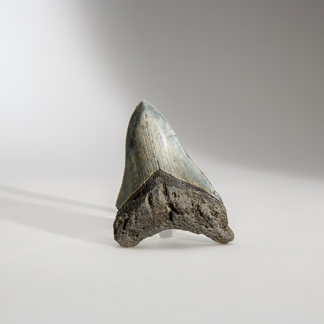 Genuine Megalodon Shark Tooth in display box // 3.5"