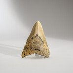 Genuine Megalodon Shark Tooth in display box // 3.5"