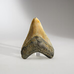 Genuine Megalodon Shark Tooth in display box // 3.25"