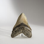 Genuine Megalodon Shark Tooth in display box // 4"
