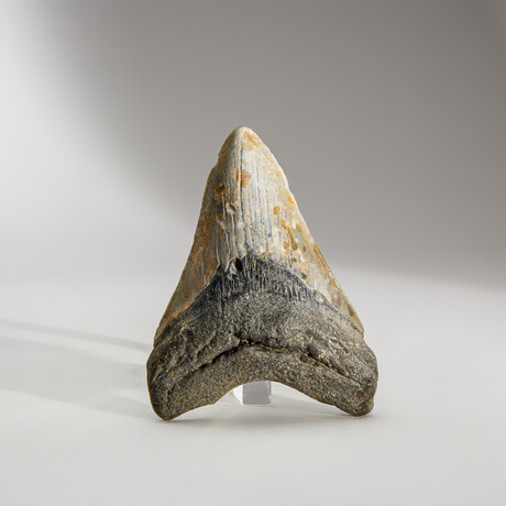 Genuine Megalodon Shark Tooth in display box // 4"