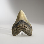 Genuine Megalodon Shark Tooth in display box // 4"