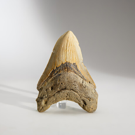 Genuine Megalodon Shark Tooth in display box // 3.75"