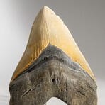 Genuine Megalodon Shark Tooth in display box // 5.5"