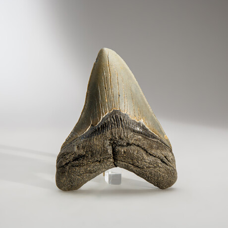 Genuine Megalodon Shark Tooth in display box // 4"
