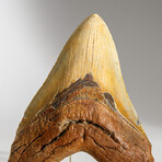 Genuine Megalodon Shark Tooth in display box // 6"