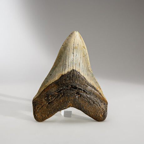 Genuine Megalodon Shark Tooth in display box // 4.5"