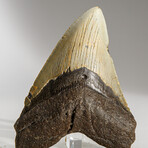 Genuine Megalodon Shark Tooth in display box // 5"
