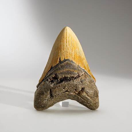 Genuine Megalodon Shark Tooth in display box // 4.5"