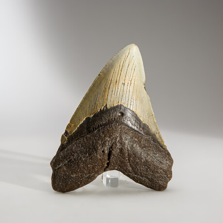Genuine Megalodon Shark Tooth in display box // 5"