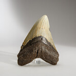 Genuine Megalodon Shark Tooth in display box // 5"
