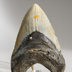 Genuine Megalodon Shark Tooth in display box // 5"