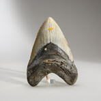 Genuine Megalodon Shark Tooth in display box // 5"