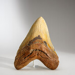 Genuine Megalodon Shark Tooth in display box // 6"