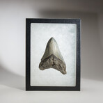 Genuine Megalodon Shark Tooth in display box // 3.5"