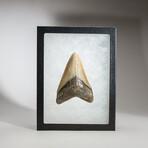 Genuine Megalodon Shark Tooth in display box // 3.5"
