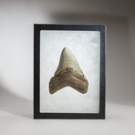 Genuine Megalodon Shark Tooth in display box // 3"