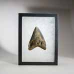 Genuine Megalodon Shark Tooth in display box // 3"