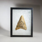 Genuine Megalodon Shark Tooth in display box // 3.5"