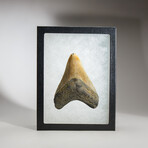 Genuine Megalodon Shark Tooth in display box // 3.25"