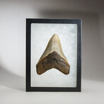 Genuine Megalodon Shark Tooth in display box // 4.5"