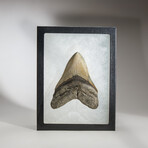Genuine Megalodon Shark Tooth in display box // 4"