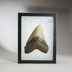 Genuine Megalodon Shark Tooth in display box // 5"