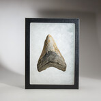 Genuine Megalodon Shark Tooth in display box // 4"