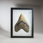 Genuine Megalodon Shark Tooth in display box // 4"