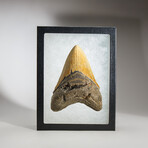 Genuine Megalodon Shark Tooth in display box // 4.5"