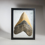Genuine Megalodon Shark Tooth in display box // 5.5"