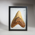 Genuine Megalodon Shark Tooth in display box // 6"