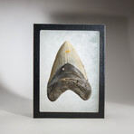 Genuine Megalodon Shark Tooth in display box // 5"