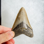 Genuine Megalodon Shark Tooth in display box // 3.5"