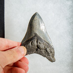 Genuine Megalodon Shark Tooth in display box // 3.5"