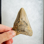 Genuine Megalodon Shark Tooth in display box // 3.5"