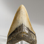 Genuine Megalodon Shark Tooth in display box // 3.5"