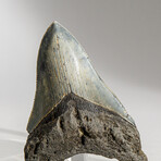 Genuine Megalodon Shark Tooth in display box // 3.5"