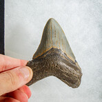 Genuine Megalodon Shark Tooth in display box // 3"
