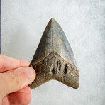 Genuine Megalodon Shark Tooth in display box // 3"