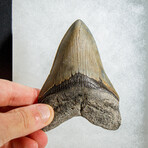 Genuine Megalodon Shark Tooth in display box // 4"