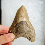 Genuine Megalodon Shark Tooth in display box // 3.75"